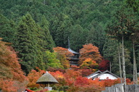 1685紅葉