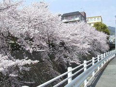 343神戸市灘区篠原本町・杣谷川桜