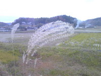 917三田市はまだ秋の景色?