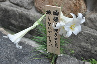 1499神戸市灘区咲いてます