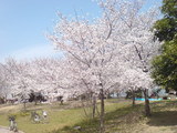 331大阪市鶴見区・花博記念公園鶴見緑地
