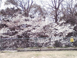 644桜前線、神戸市灘区王子公園
