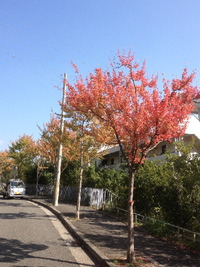 1683神戸市須磨区の紅葉