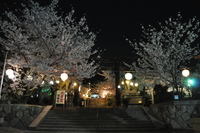 1044神戸市灘区護国神社、夜桜