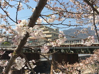 2096今年の桜