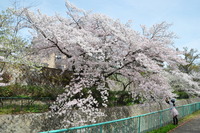 2087王子公園の桜