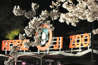 1038神戸市立王子動物園”夜桜通り抜け”