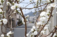 1971桃の花