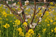 1030神戸市灘区の花便り