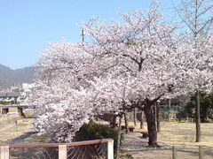 344神戸市灘区篠原南町・都賀川公園桜