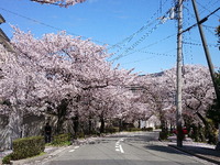2056宝塚の桜