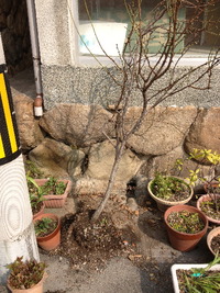 1966桃の植木鉢