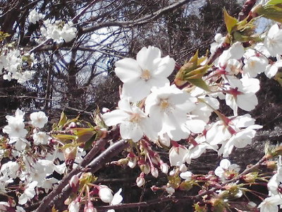 643桜前線、神戸市灘区王子公園