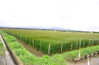 1631熊本県八代市、いぐさ