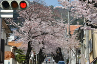 1046神戸市灘区摩耶ケーブル下、桜のトンネル