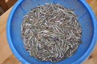 1010神戸名物いかなごの釘煮