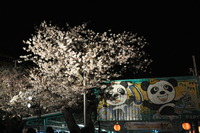 1600王子動物園、夜桜