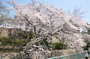 1602神戸市灘区、桜