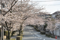 1036宝塚南口駅近くの桜