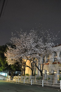 1979夜桜