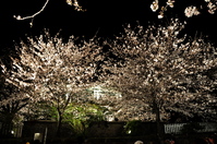 1039神戸市立王子動物園”夜桜通り抜け”