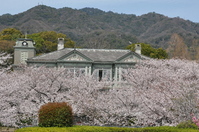 1069神戸市灘区王子動物園の桜