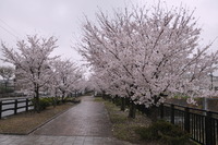 1381奈良県香芝市新築住宅の新畳、無農薬畳表使用。