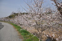1389神戸市北区の桜