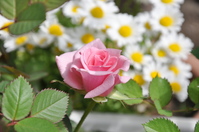 1174ミニ薔薇