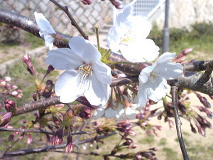 648桜前線、神戸市灘区王子公園