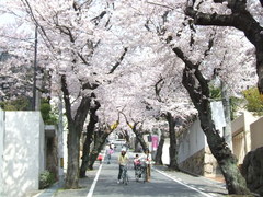 340神戸市灘区五毛通・桜のトンネル