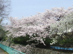 342神戸市灘区王子町・王子競技場東・桜