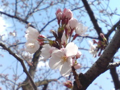 326神戸市灘区王子公園桜
