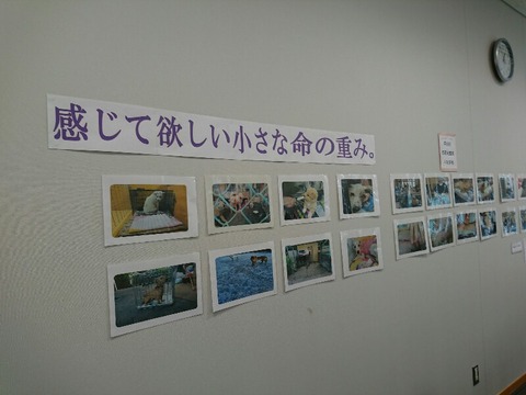 DSC_7436-800x600