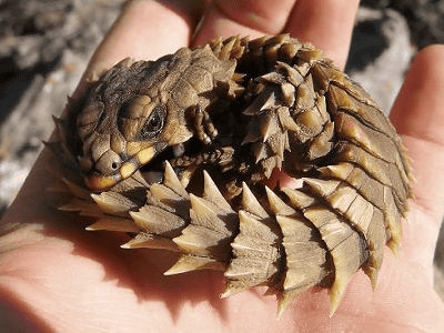 cordylus_cataphractus_01_t