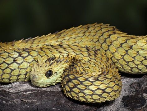 Hairy-Bush-Viper