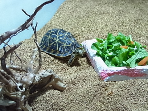③