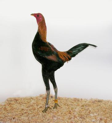 nc-modern-game-bantams-21665261