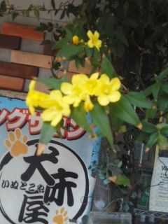 jjasu