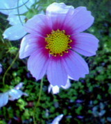 32a793bb.jpg