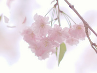 sakura001