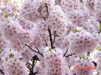 sakura006