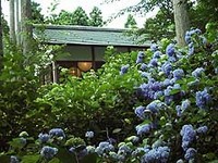 三千院あじさい