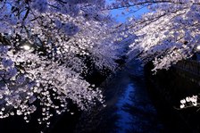 sakura005
