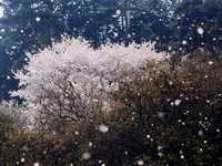 sakura002
