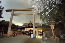 sakura009