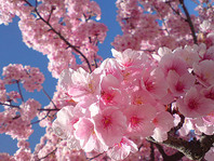 sakura008