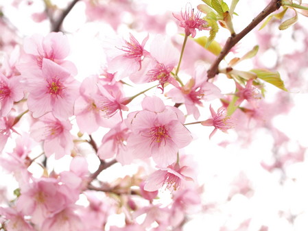 sakura003