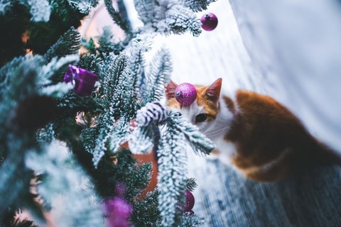 purple-animal-tree-animals