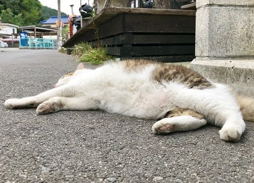 直島ねこ6